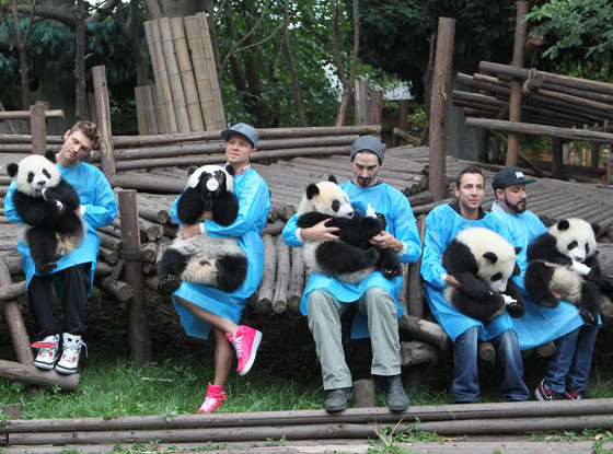 Backstreet Boys, Pandas Backstreet Boys, Pandas